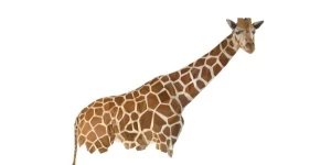 Giraffe Software