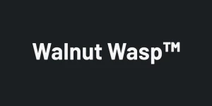 Walnut Wasp