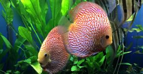 Jack Wattley Discus