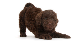Uptown Puppies