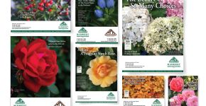 Midwest Groundcovers