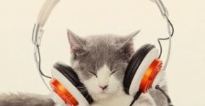 Catsonic