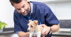 Medivet