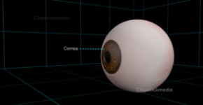3D Medical Explainer
