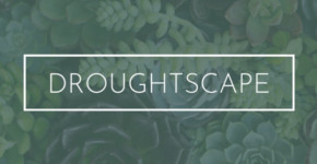 Droughtscape