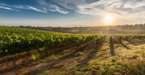 Grand Cru Imports Inc