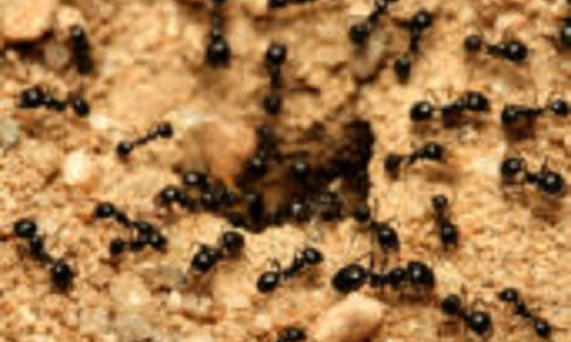 Advance Pest Control - Photo - 3
