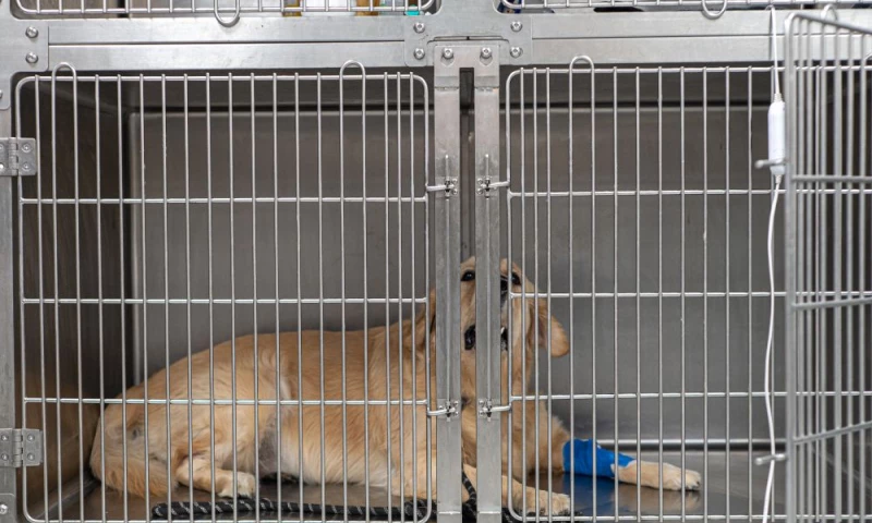 Seven Oaks Multi Speciality Pet Hospital Hyderabad - Photo - 3