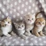 Lulus Kittens Scottish Folds Breeder