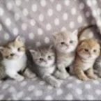 Lulus Kittens Scottish Folds Breeder
