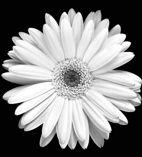 Technical Lead Engineer