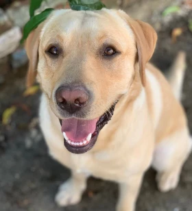 MASCOT & OFFICE THERAPY DOGGO