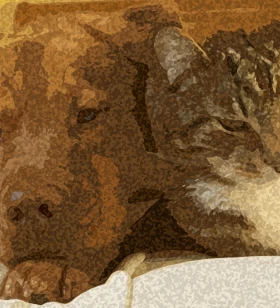 Senior Designer, Wordpress, HTML, CSS expert, animal-lover