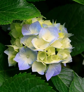 Sixsoftmedia : Digital Marketing Company