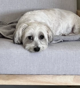 Chief Happiness Officer (CHO)