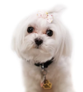 CBO (Chief Barketing Officer)