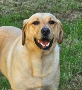 Happiness Coordinator