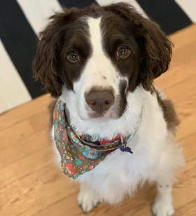 Cookie Eater, Snuggler