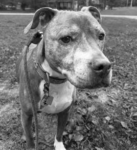 Director of Office Morale & Treat Counter