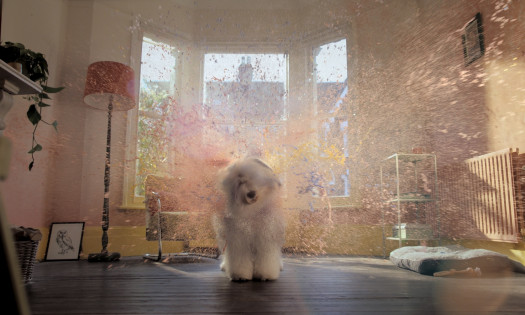 A screenshot from Dulux's new campaign showing its dog mascot, Dorothy, shaking paint from her fur