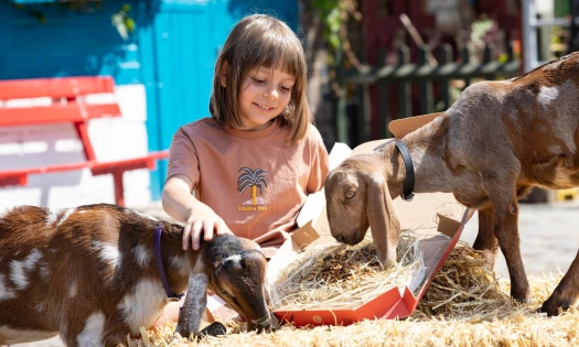 A kid feeding goats
