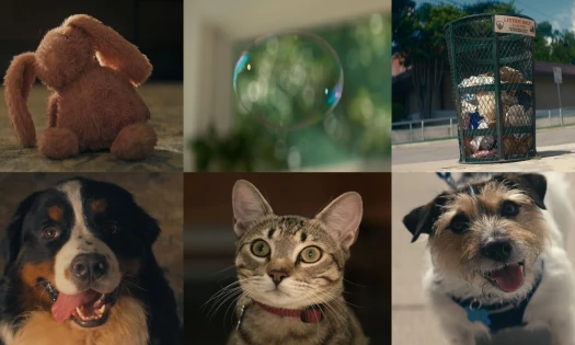 Six frames, three per row, left to right: Stuffed toy bunny; a bubble; a street trach can; a large-breed dog (Nash); a cat (Cookie); a small-breed dog (Buck).