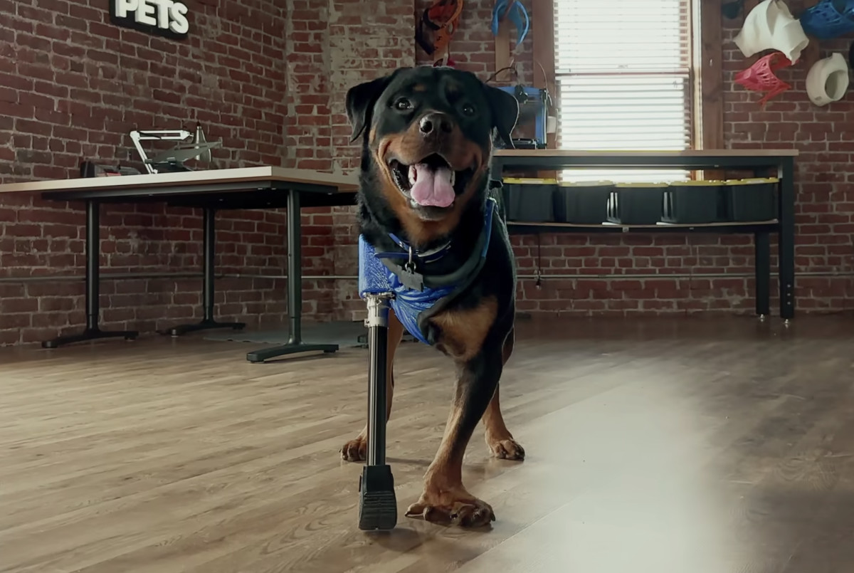 Apple's iPhone 14 Pro Aids in Giving Dogs a Better Life