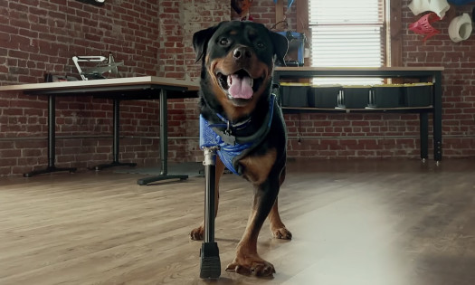 A dog with three legs and a prosthetic one, filmed using iPhone 14