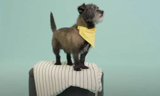 Introducing the Cat-alogue and Dog-alogue