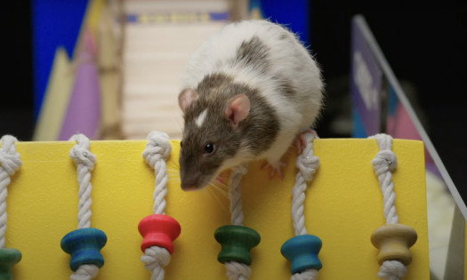 Kraft NotCheese - American Slice Mouse Champion