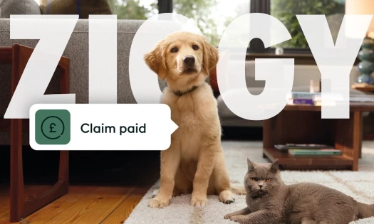 Here if you need us, here if you don't - ManyPets TV Advert 2024
