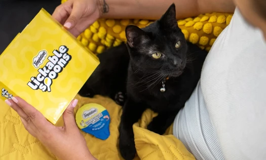 A black cat lies down on her owner's lap with TEMPTATIONS Lickable Spoons