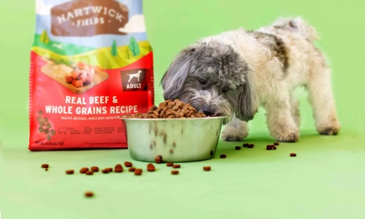 A dog eating Hartwick Fields dog food