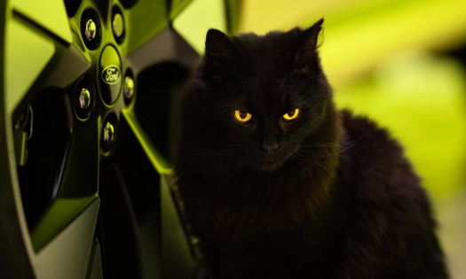 Ford's 'Big Cat Energy' Spot