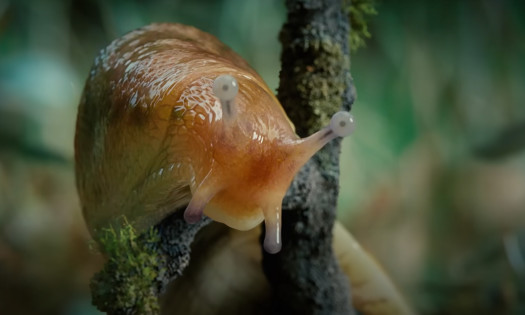 Sluggish | Wealthsimple