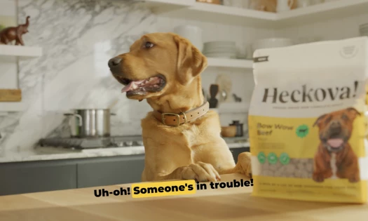 Dog perched on the kitchen counter in front of Heckova treats