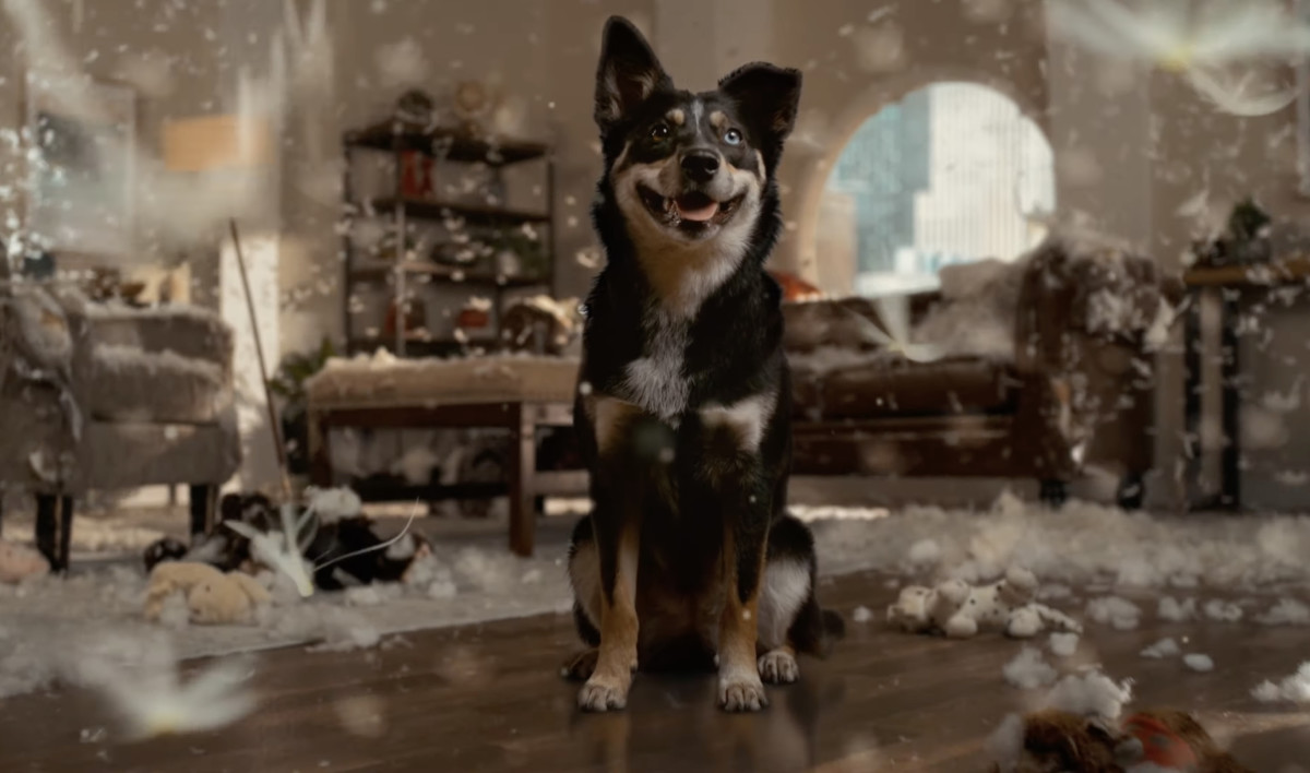 The Honest Kitchen Breaks Free from Perfect Pet Ads for Relatable Chaos