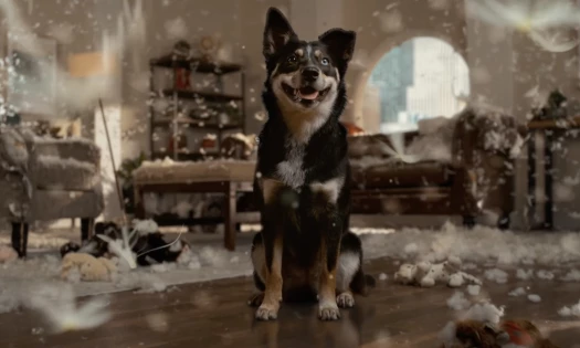A dog in the middle of a messy living room