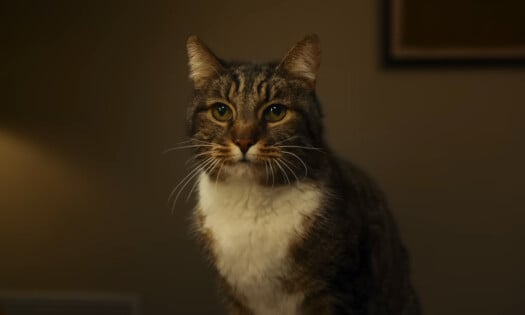 Garrett the Cat in Apple's latest ad