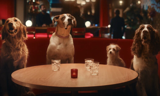 Four dogs sitting on a couch waiting for their food to be served