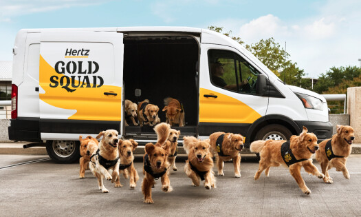 A pack of golden retrievers run free from a Hertz van