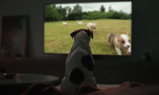 A dog watching another dog on the TV