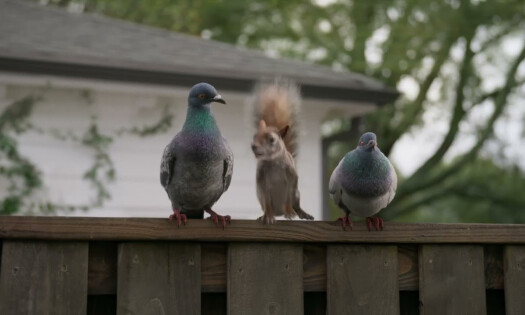 Two pigeons and a squirrel having a conversation