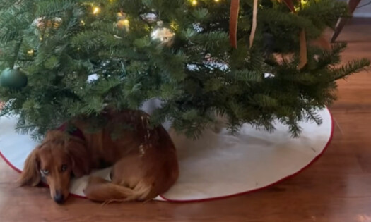 A dog under a Christmas tree