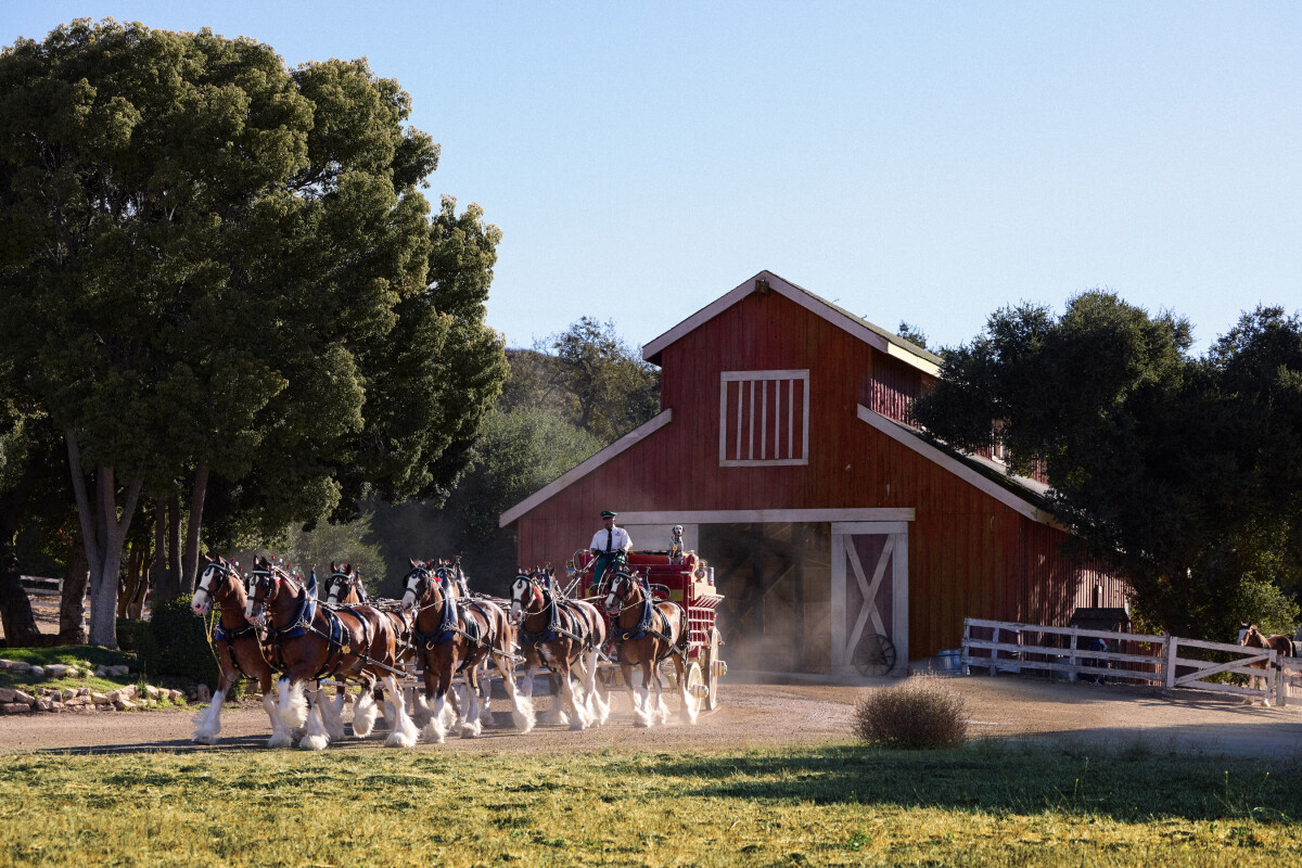 Budweiser Sets a Heritage Tone With Its Super Bowl LX Ad Reveal