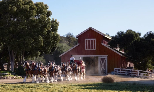 Horses in the field