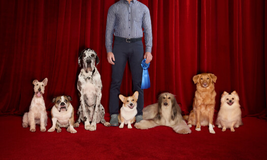 Dogs of different breeds lined up on a red carpet with a man holding a blue ribbon and wearing Johnston & Murphy shoes