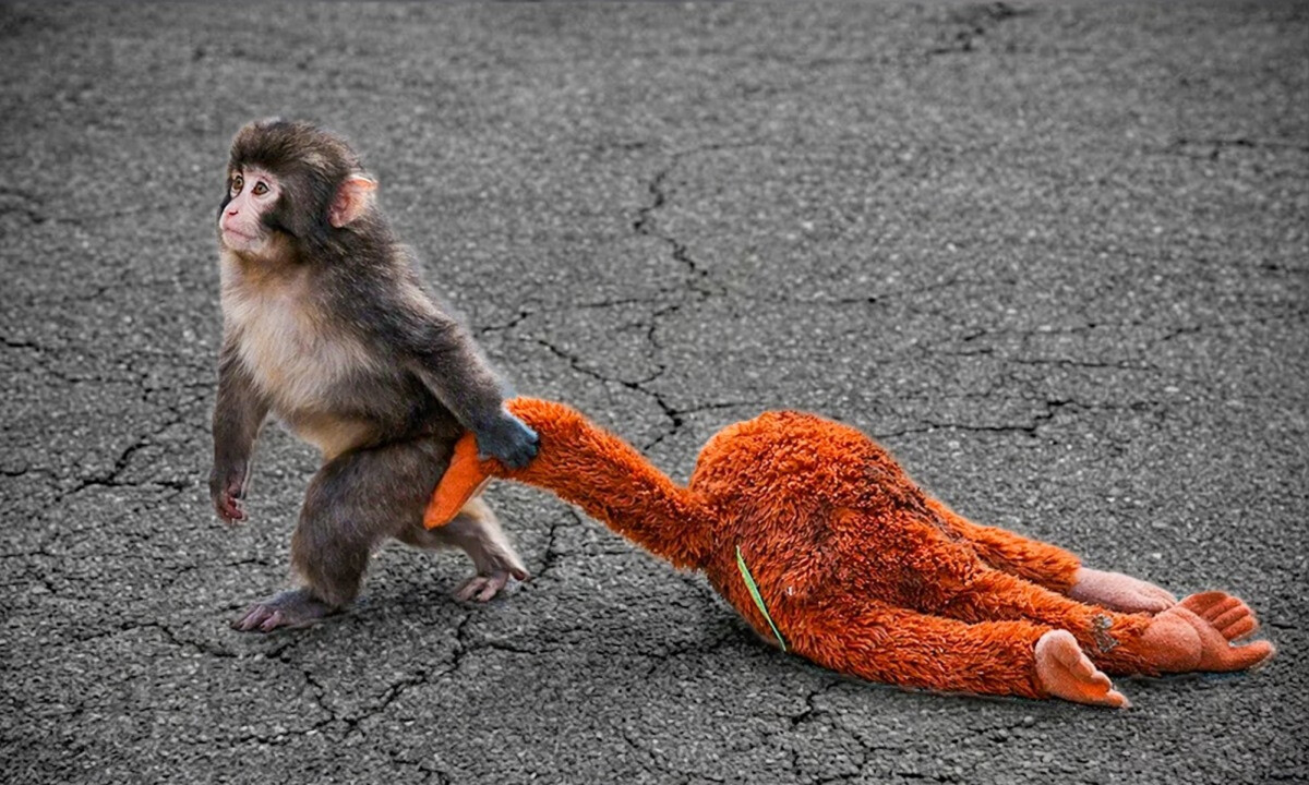 IKEA Runs Global Ads for Punch the Monkey's Comfort Toy as $350 Resale Surges