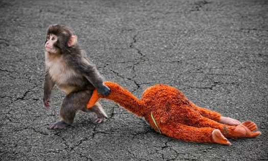 A photo of Punch the Monkey carrying a plush monkey toy