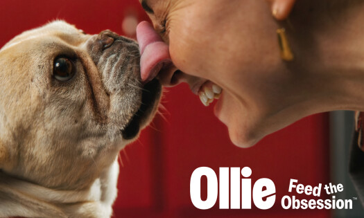 A photo of a pug licking its owner's nose, with the text "Ollie Feed the Obsession" shown in the lower right corner
